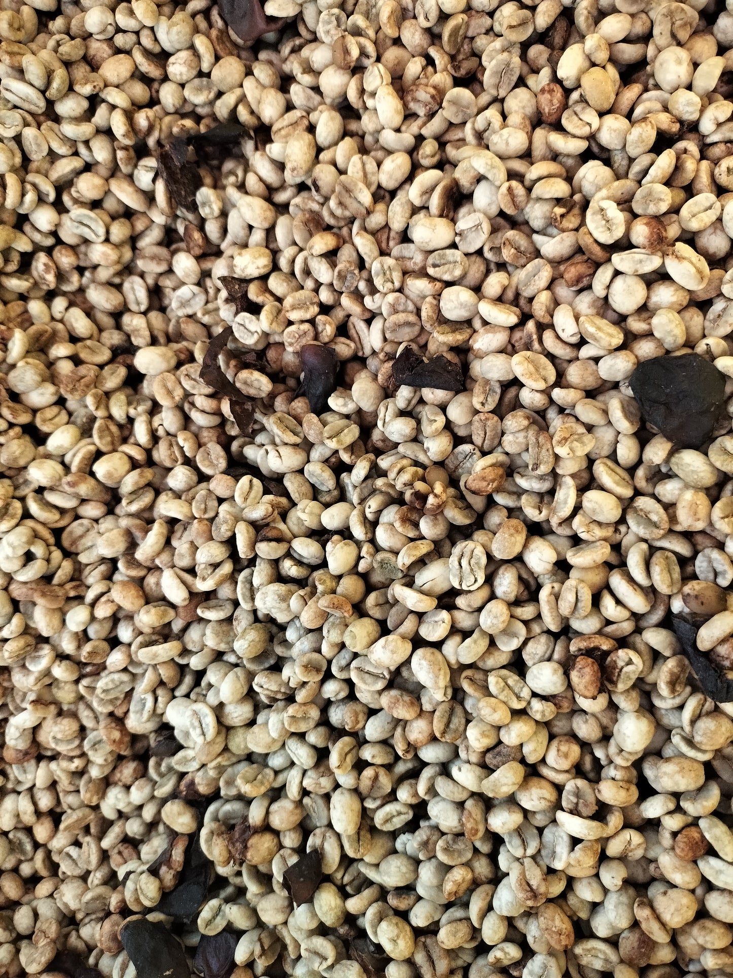 果樹園珈琲‐日本の果樹園から、果実を発酵させた発酵珈琲 OrchardCoffee
